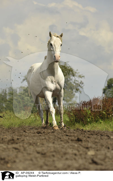 galloping Welsh-Partbred / AP-09244