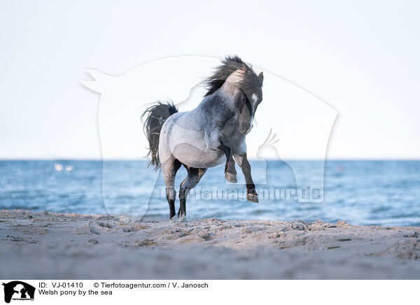 Welsh pony by the sea / VJ-01410