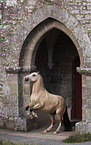 rising Welsh-Mountain-Pony