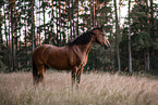 brown Welsh Pony