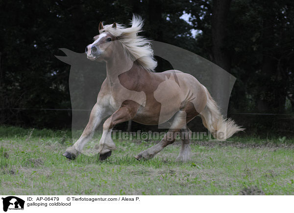 galloping coldblood / AP-06479