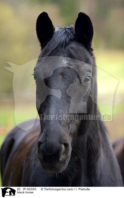 schwarzes Pferd / black horse / IP-00350