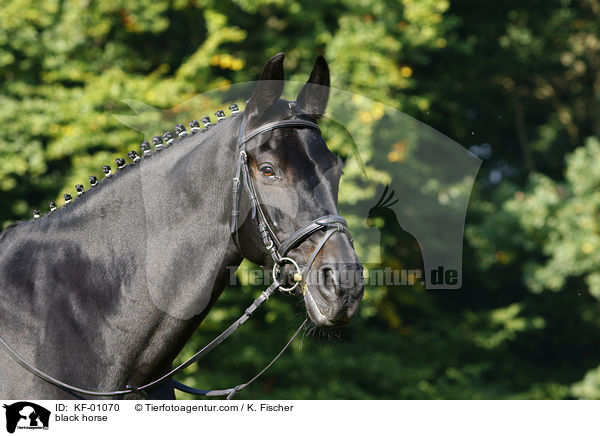black horse / KF-01070