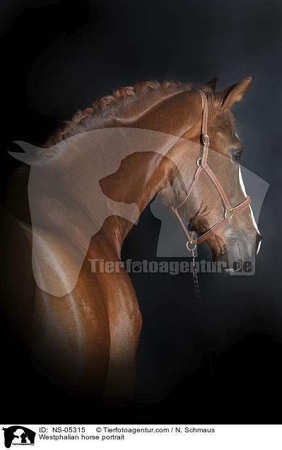 Westphalian horse portrait / NS-05315