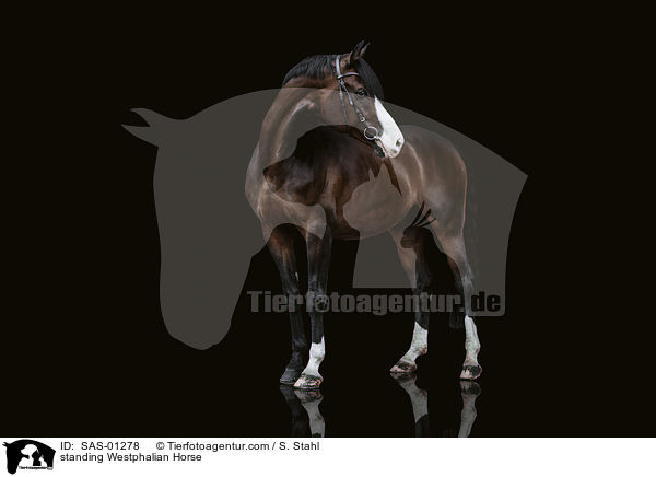 standing Westphalian Horse / SAS-01278