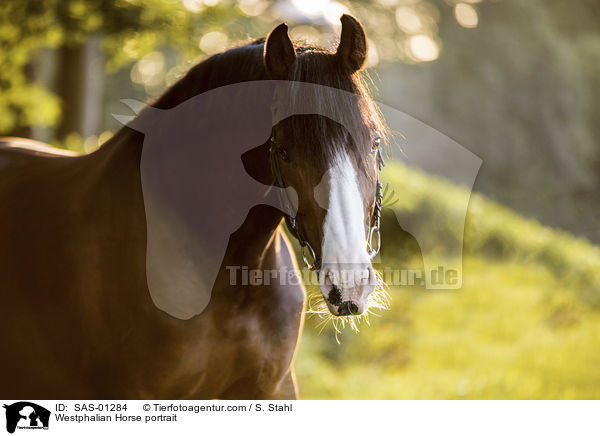 Westphalian Horse portrait / SAS-01284