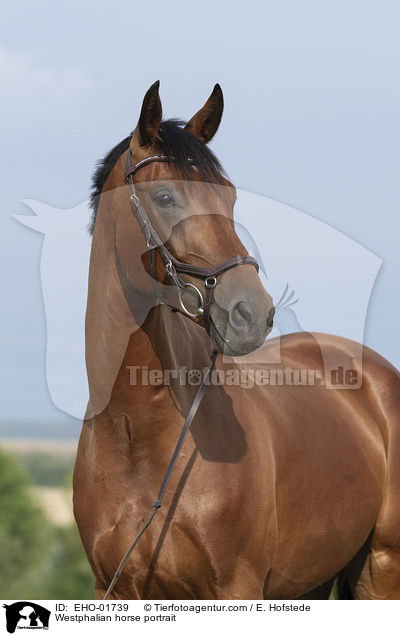 Westphalian horse portrait / EHO-01739