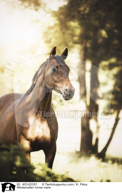 Westfalen Stute / Westphalian horse mare / KFI-02351
