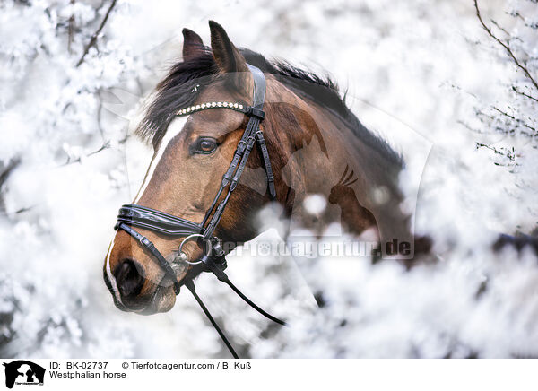 Westphalian horse / BK-02737