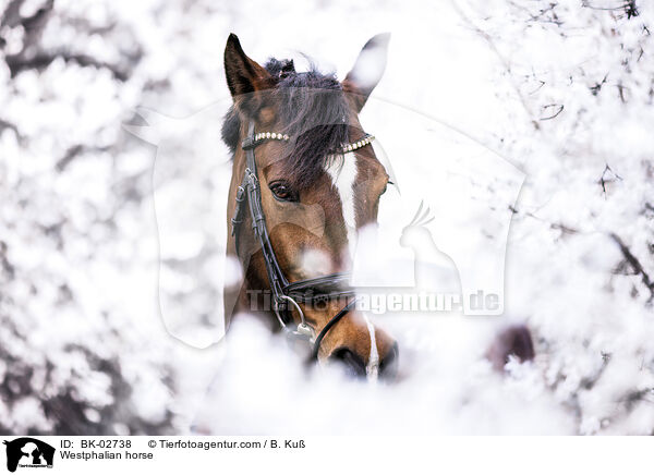 Westphalian horse / BK-02738