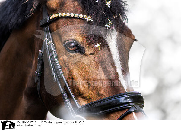 Westphalian horse / BK-02742