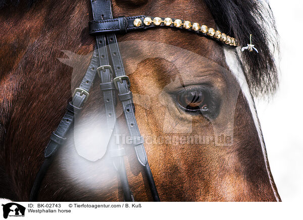 Westphalian horse / BK-02743