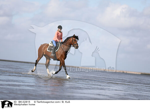 Westphalian horse / BK-02815