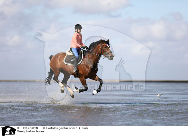 Westphalian horse / BK-02818