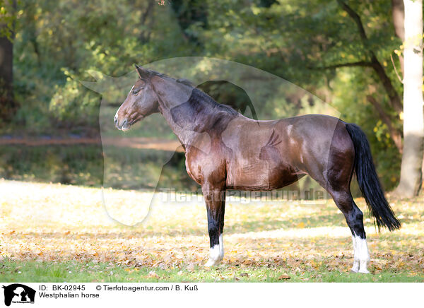 Westphalian horse / BK-02945