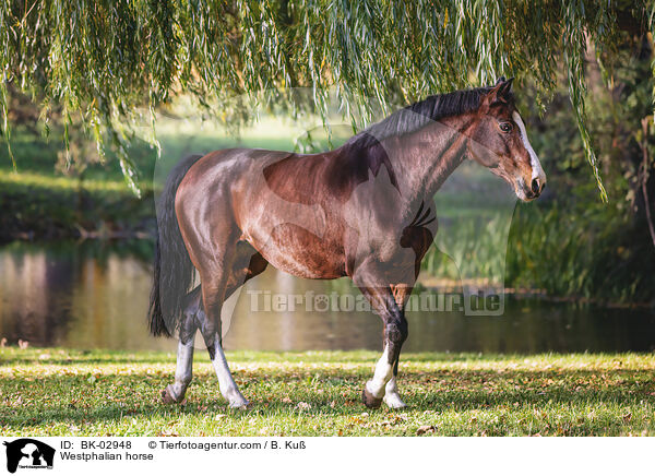 Westphalian horse / BK-02948