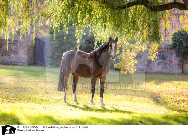 Westphalian horse / BK-02955