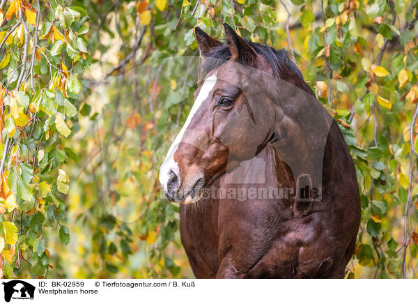 Westphalian horse / BK-02959