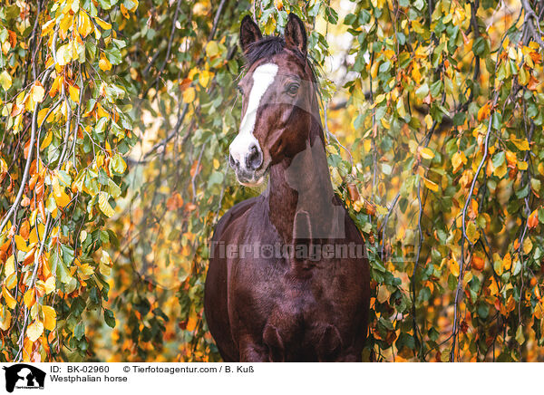 Westphalian horse / BK-02960