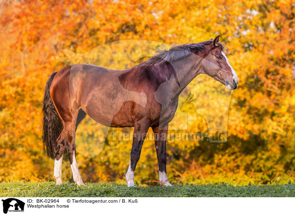 Westphalian horse / BK-02964