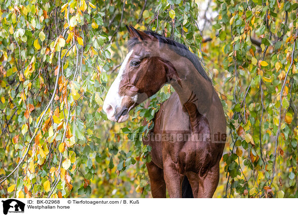 Westphalian horse / BK-02968