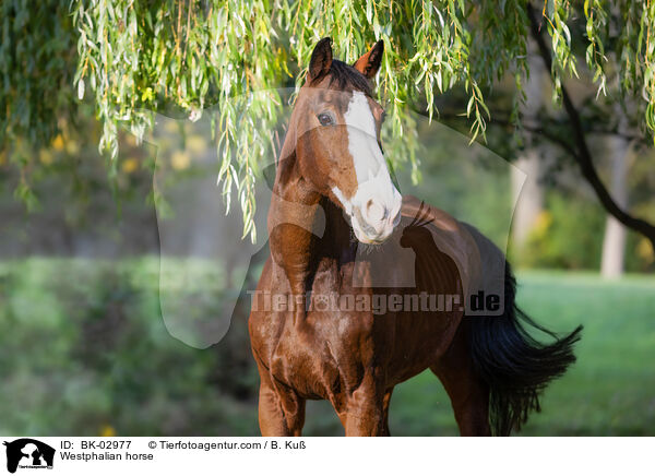Westfale / Westphalian horse / BK-02977