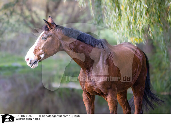 Westfale / Westphalian horse / BK-02979