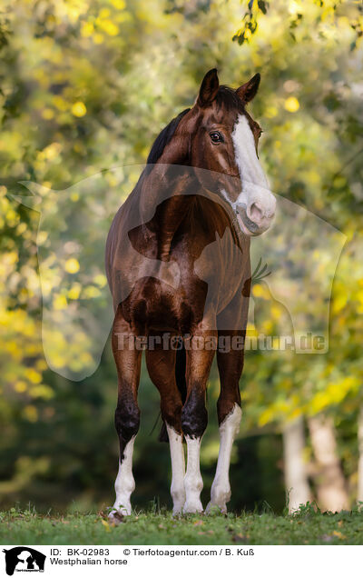 Westfale / Westphalian horse / BK-02983