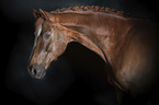 Westphalian horse portrait