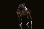 standing Westphalian Horse