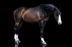 standing Westphalian Horse