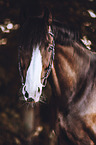 Westphalian Horse portrait