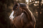 Westphalian Horse