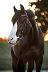 Westphalian Horse