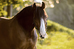Westphalian Horse portrait