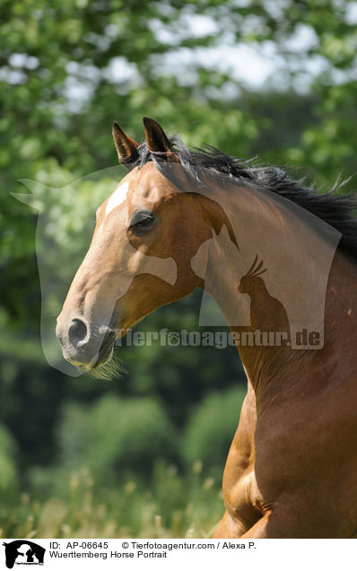 Wuerttemberg Horse Portrait / AP-06645