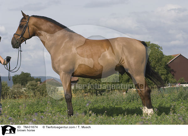 brown horse / TM-01674