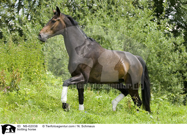 trotting horse / NS-02038