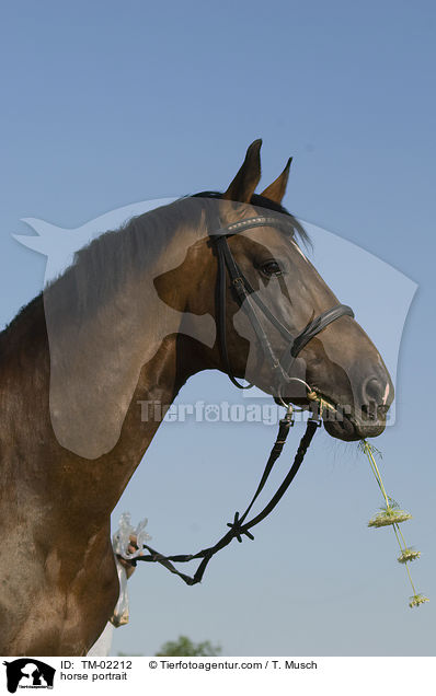 horse portrait / TM-02212
