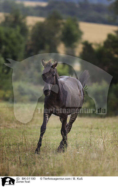 Zorse foal / BK-01190