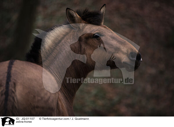 zebra-horse / JQ-01107