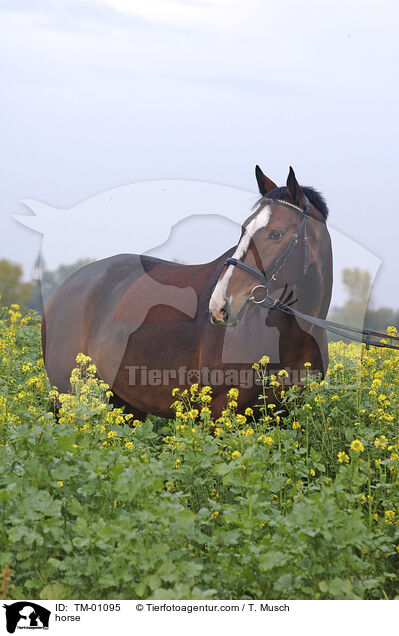 horse / TM-01095