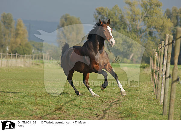 Zweibrcker / horse / TM-01103