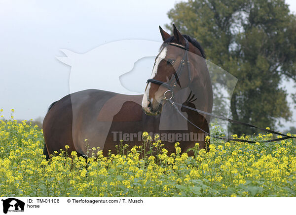 Zweibrcker / horse / TM-01106