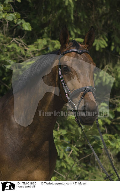 Zweibrcker Portrait / horse portrait / TM-01865