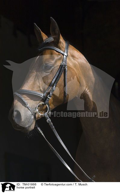 Zweibrcker Portrait / horse portrait / TM-01866