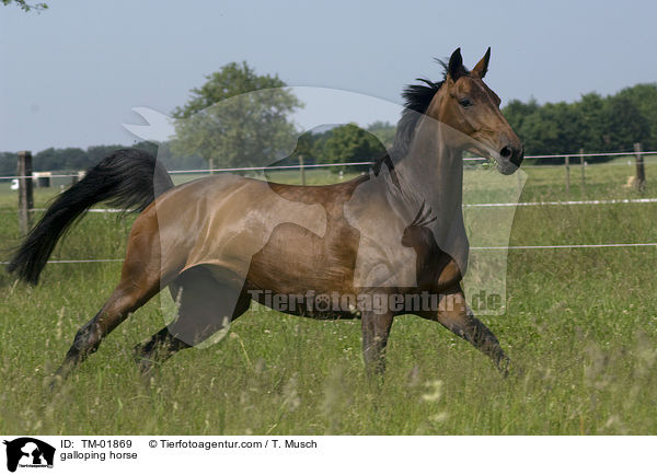 galoppierender Zweibrcker / galloping horse / TM-01869