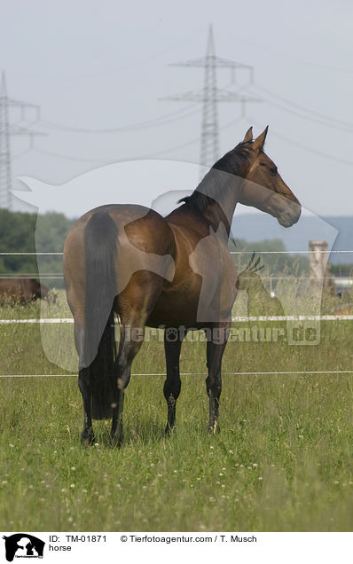 Zweibrcker / horse / TM-01871