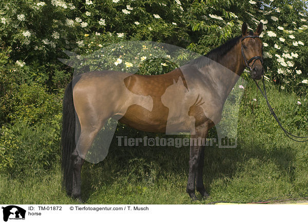Zweibrcker / horse / TM-01872