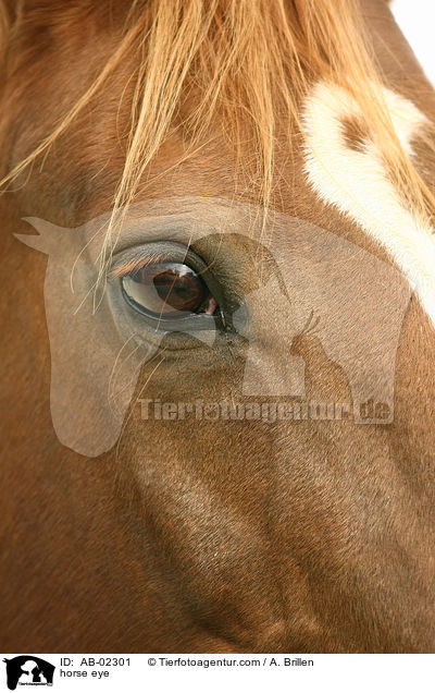 Zweibrcker Auge / horse eye / AB-02301